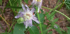 Disonycha discoidea