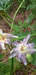 Disonycha discoidea