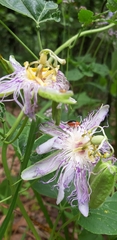 Disonycha discoidea
