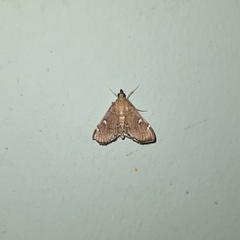 Protonoceras capitalis