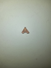 Protonoceras capitalis