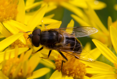 Eristalis pertinax