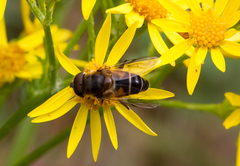 Eristalis pertinax