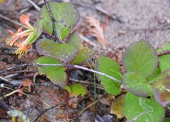 Lonicera hirsuta