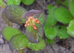 Lonicera hirsuta