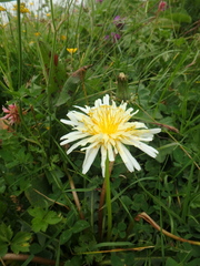 Taraxacum confusum