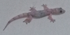 Hemidactylus mabouia