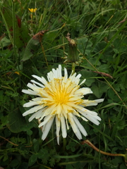 Taraxacum confusum