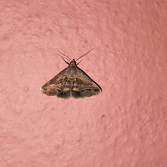 Acantholipes
