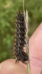 Hemileuca eglanterina