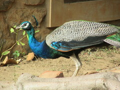 Pavo cristatus