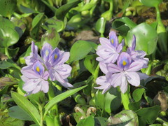 Pontederia crassipes