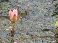 Nymphaea pubescens