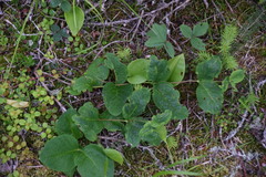 Lonicera hirsuta