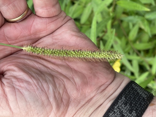 Setaria parviflora observed 2022-07-19
