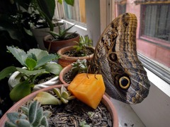 Caligo oileus scamander