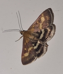 Pyrausta ostrinalis