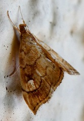 Scybalistodes periculosalis