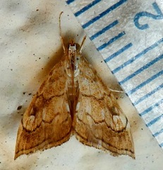 Scybalistodes periculosalis