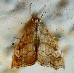 Scybalistodes periculosalis