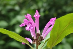 Scutellaria coccinea