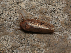 Ponana rubida