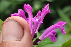 Scutellaria coccinea