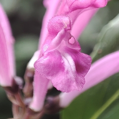 Scutellaria coccinea