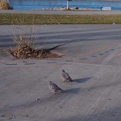 Patagioenas maculosa