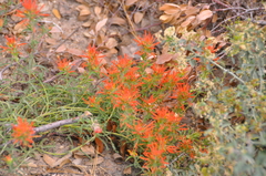 Castilleja applegatei