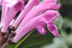 Scutellaria coccinea