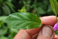 Scutellaria coccinea