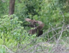 Ptilopachus petrosus