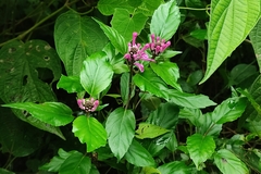 Scutellaria coccinea