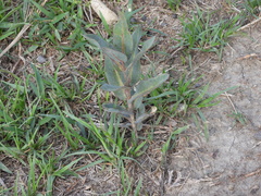 Asclepias glaucescens