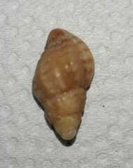 Muricopsis necocheana