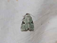 Leuconycta diphteroides