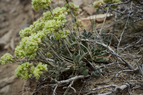 Eriogonum umbellatum var. dichrocephalum