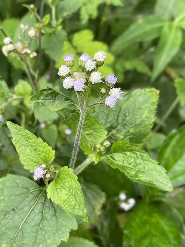 Ageratum conyzoides observed 2022-07-19