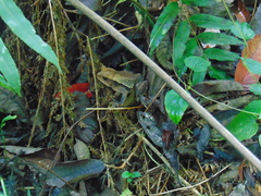 Incilius cristatus