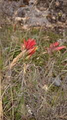 Castilleja fissifolia