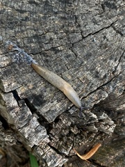 Krynickillus melanocephalus