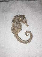 Hippocampus patagonicus