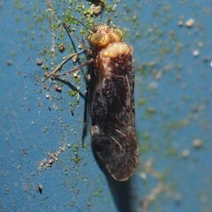 Trichadenotecnum alexanderae