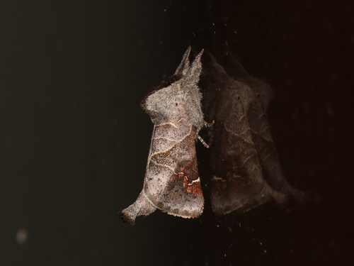 Apical Prominent photo 5