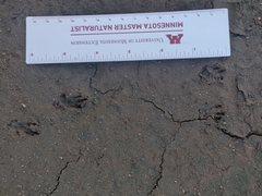 Ictidomys tridecemlineatus