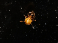 Clastoptera achatina