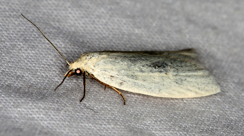 iNaturalist observation photo of Butterflies and Moths