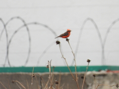 Pyrocephalus rubinus