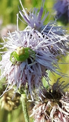 Ebrechtella tricuspidata